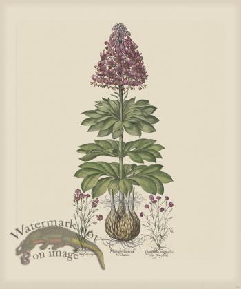 Besler 182 Colored  B2